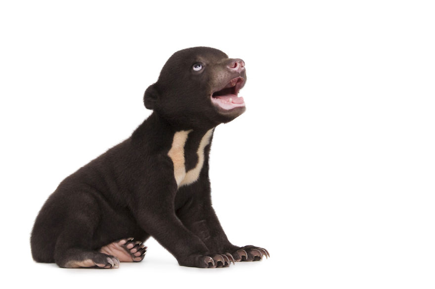 A Photographer Met The Most Adorable Bear Cub In The World