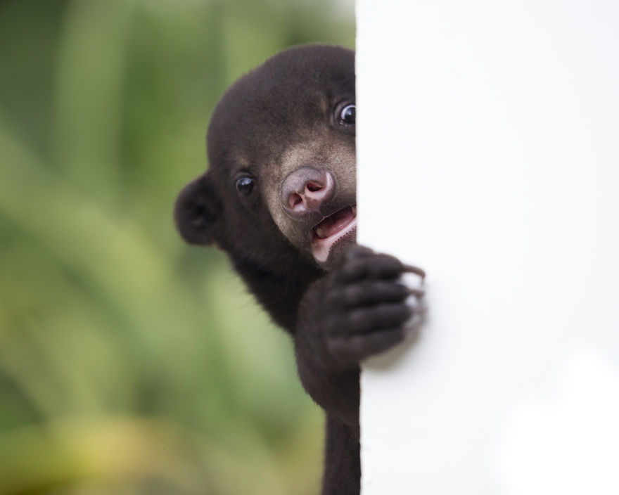 A Photographer Met The Most Adorable Bear Cub In The World