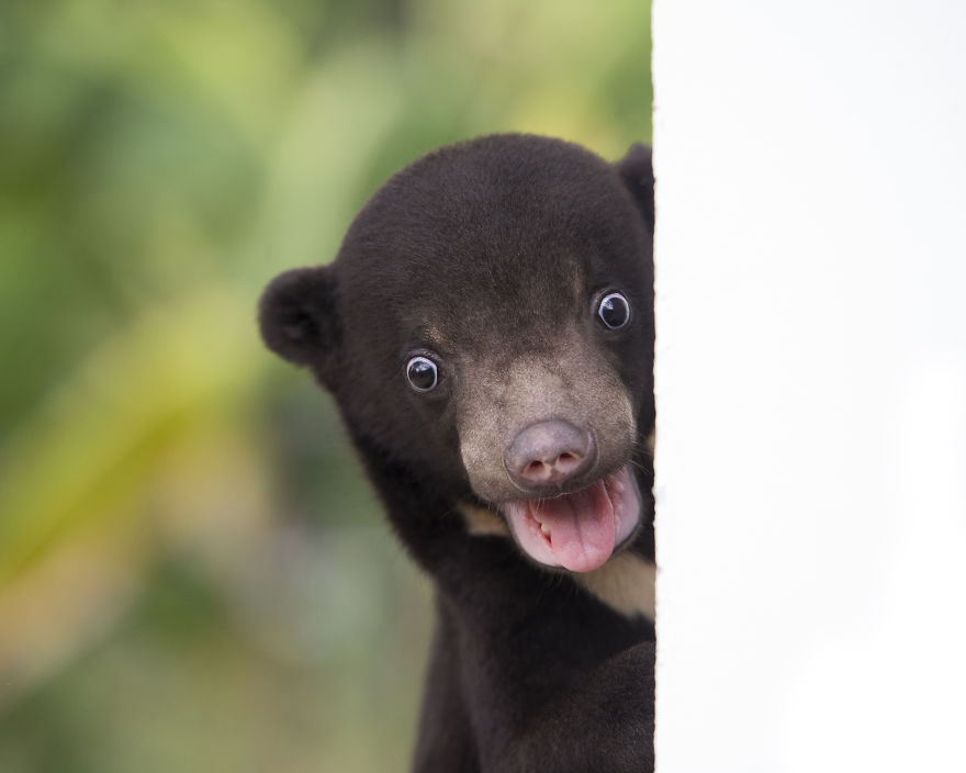 A Photographer Met The Most Adorable Bear Cub In The World