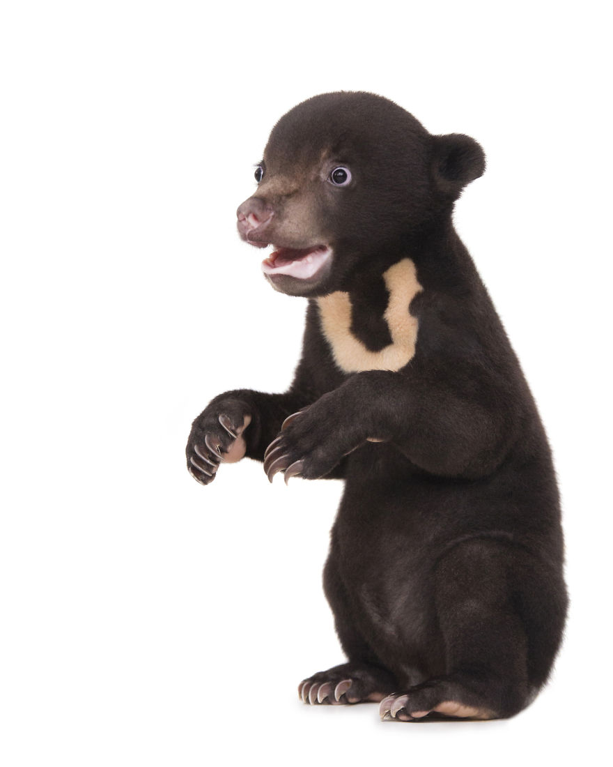 A Photographer Met The Most Adorable Bear Cub In The World A Photographer Met The Most Adorable Bear Cub In The World