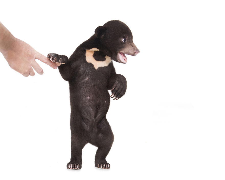 A Photographer Met The Most Adorable Bear Cub In The World