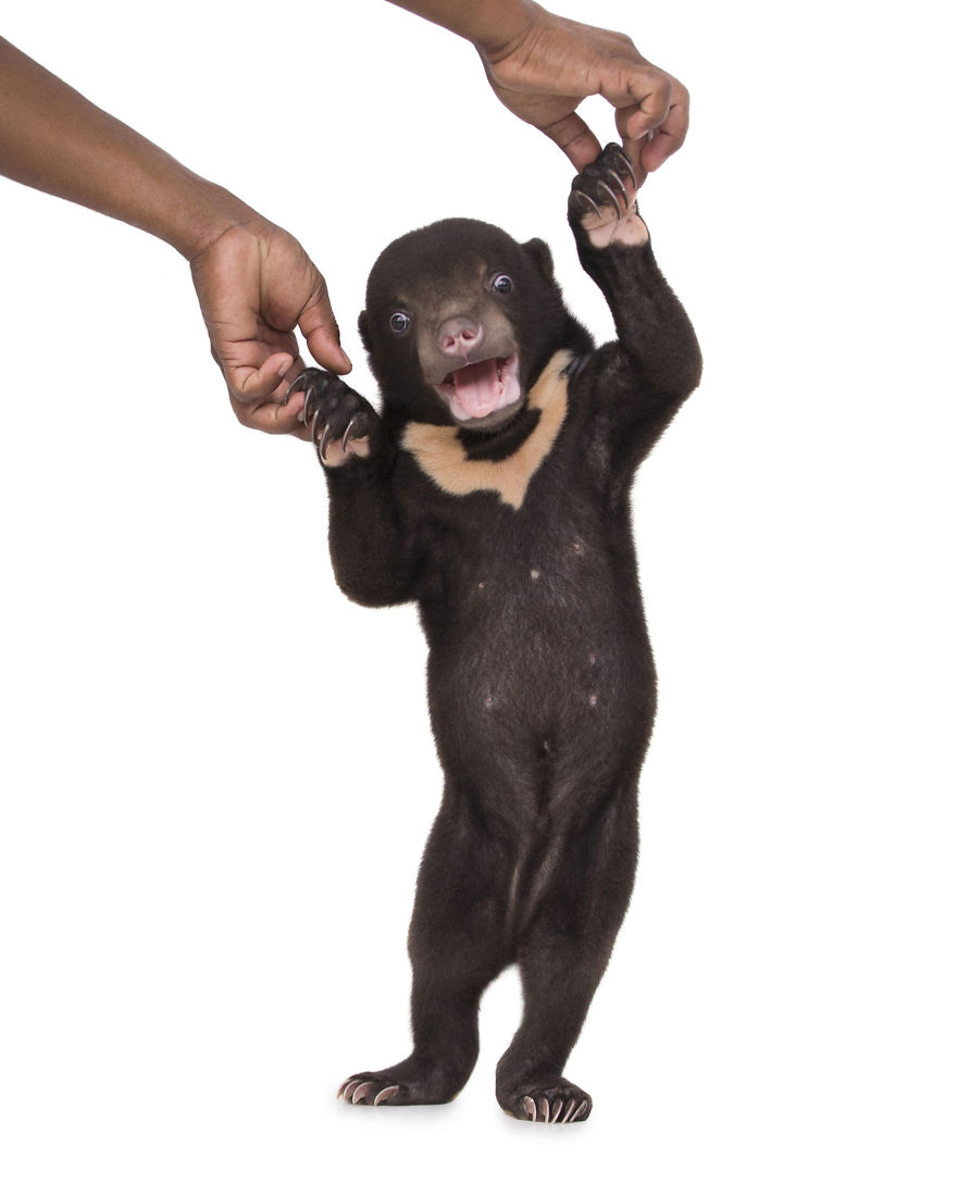 A Photographer Met The Most Adorable Bear Cub In The World