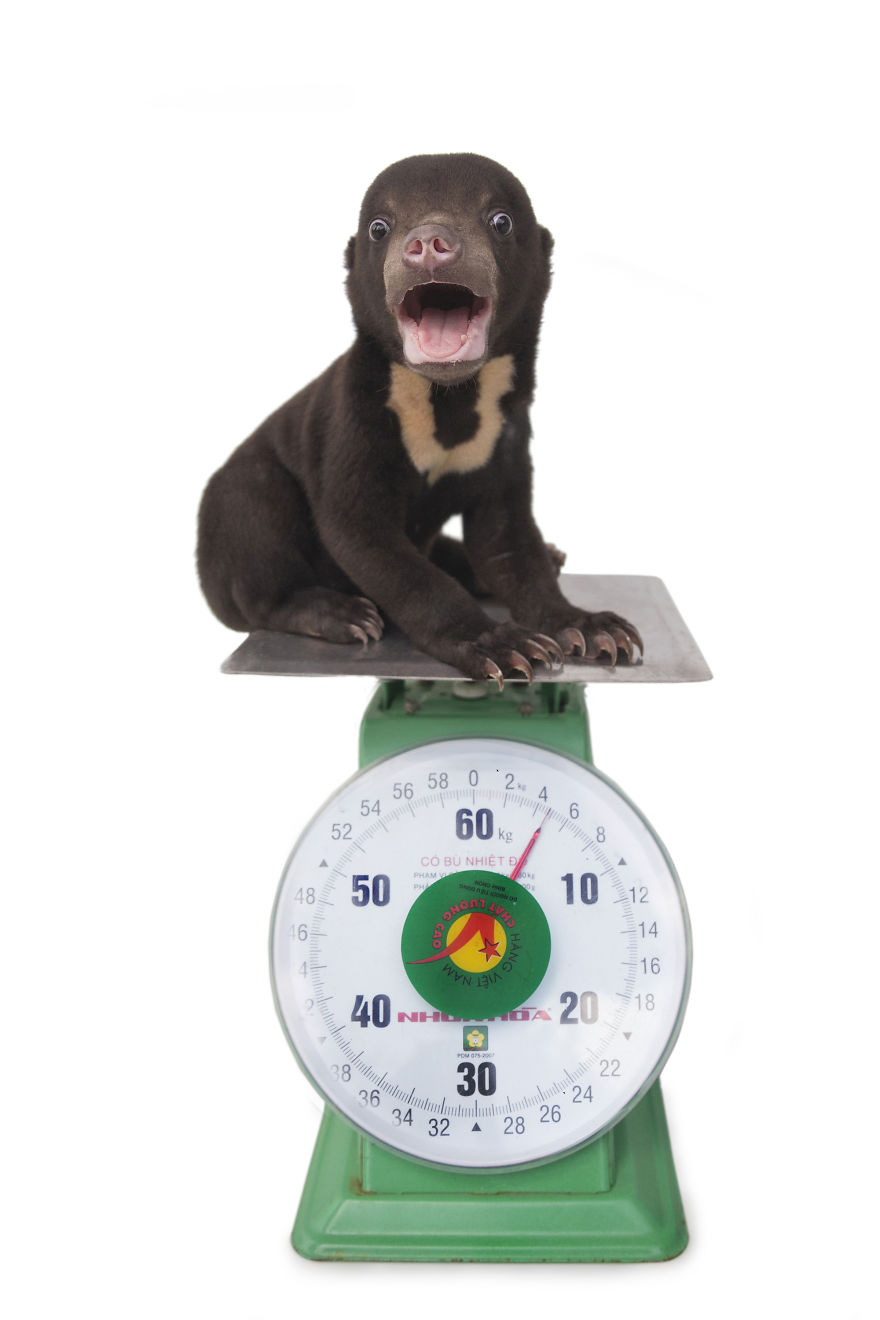 A Photographer Met The Most Adorable Bear Cub In The World A Photographer Met The Most Adorable Bear Cub In The World