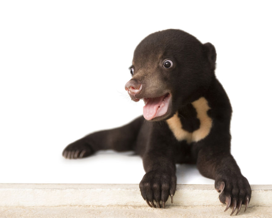 A Photographer Met The Most Adorable Bear Cub In The World