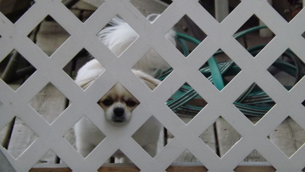 Beware Of Dog. Will Lick You To Death.