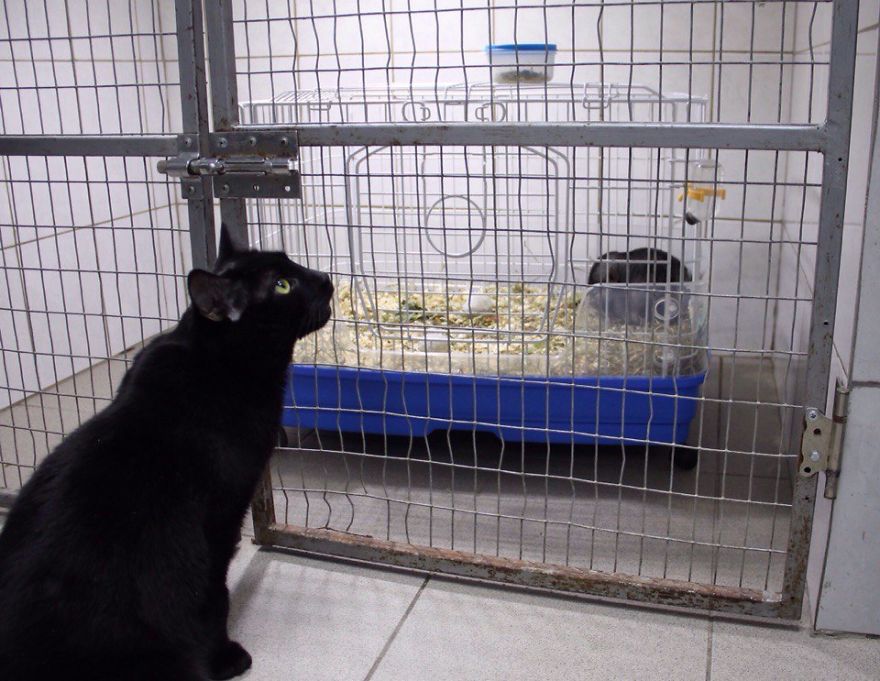 Rescue Cat Who Can't Walk Becomes Nurse, Helps Sick Animals And Even Saves Their Lives Rescue Cat Who Can't Walk Becomes Nurse, Helps Sick Animals And Even Saves Their Lives