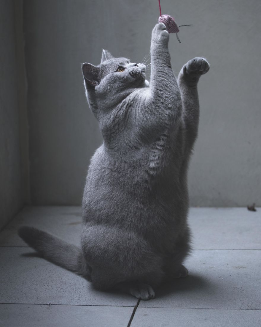 I Spend My Days Lazing Around Being Fabulous