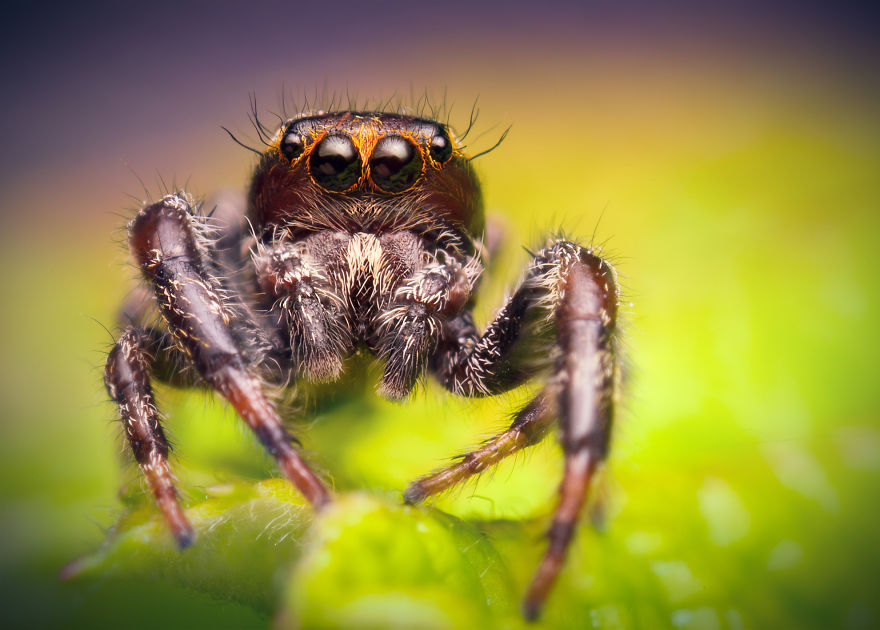 Can You See The Life Behind The Form?
i Take Animal Portraits To Show Life Is The Same Behind All Form
