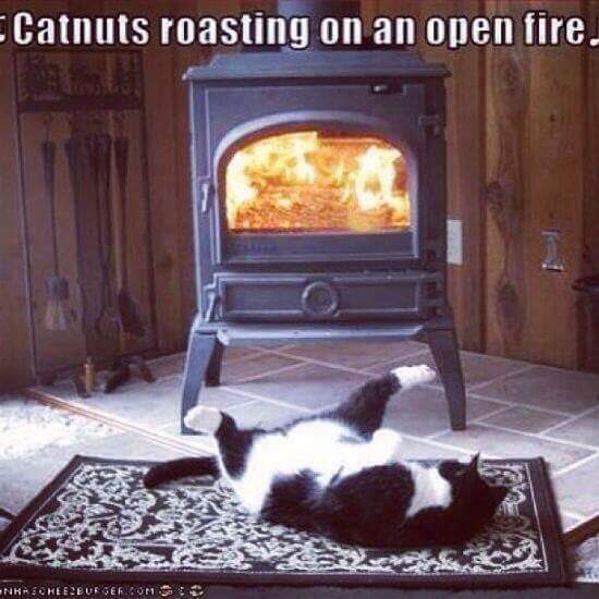 Cats-nuts-roasting-57e26968337db.jpg