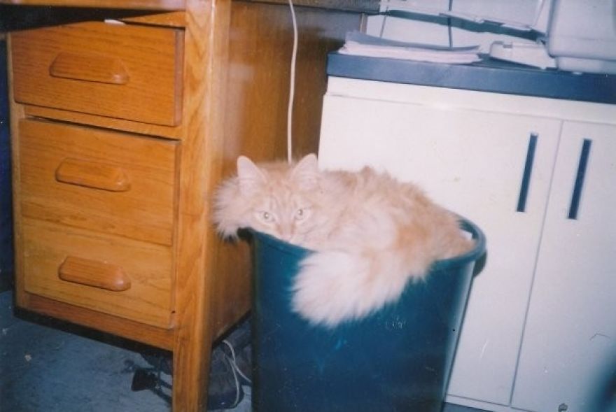 Cats That Love Trash Bins