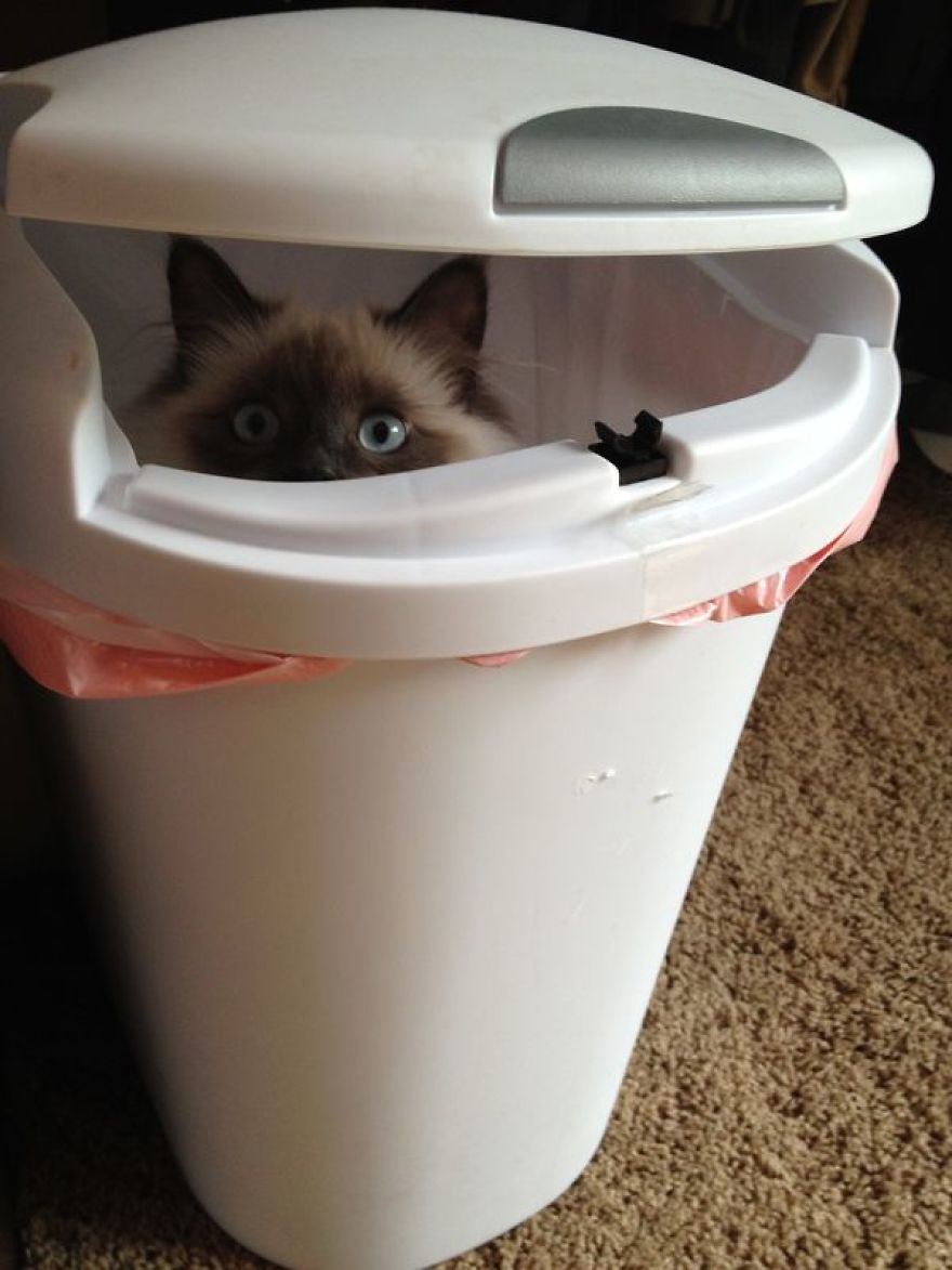 Cats That Love Trash Bins