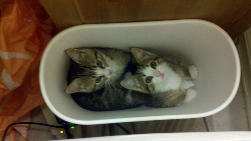 Cats That Love Trash Bins