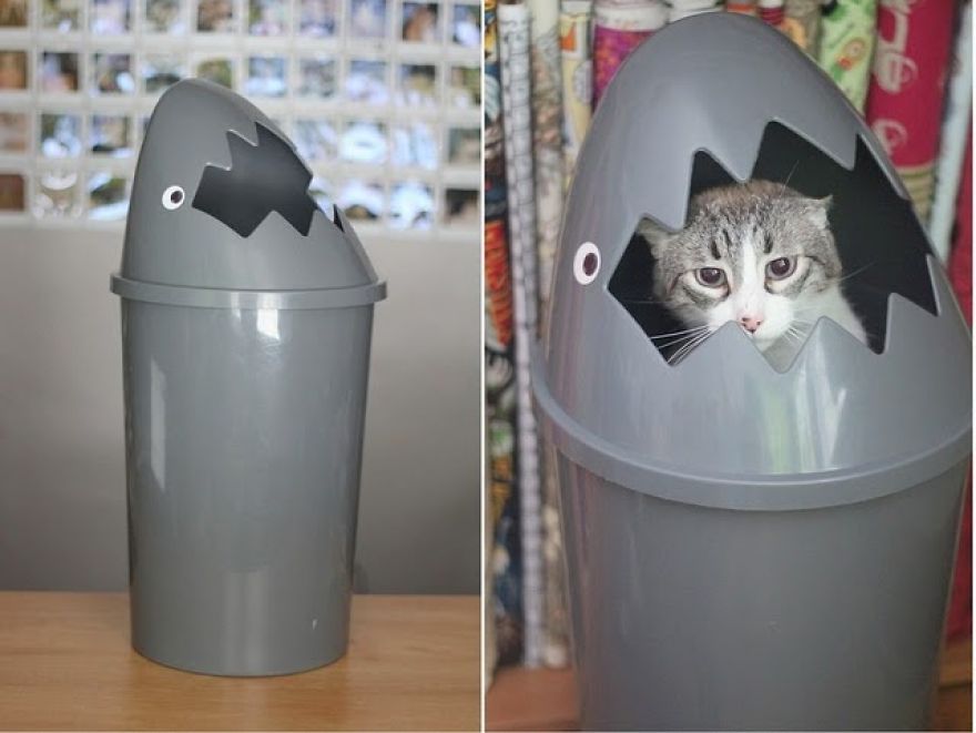 Cats That Love Trash Bins