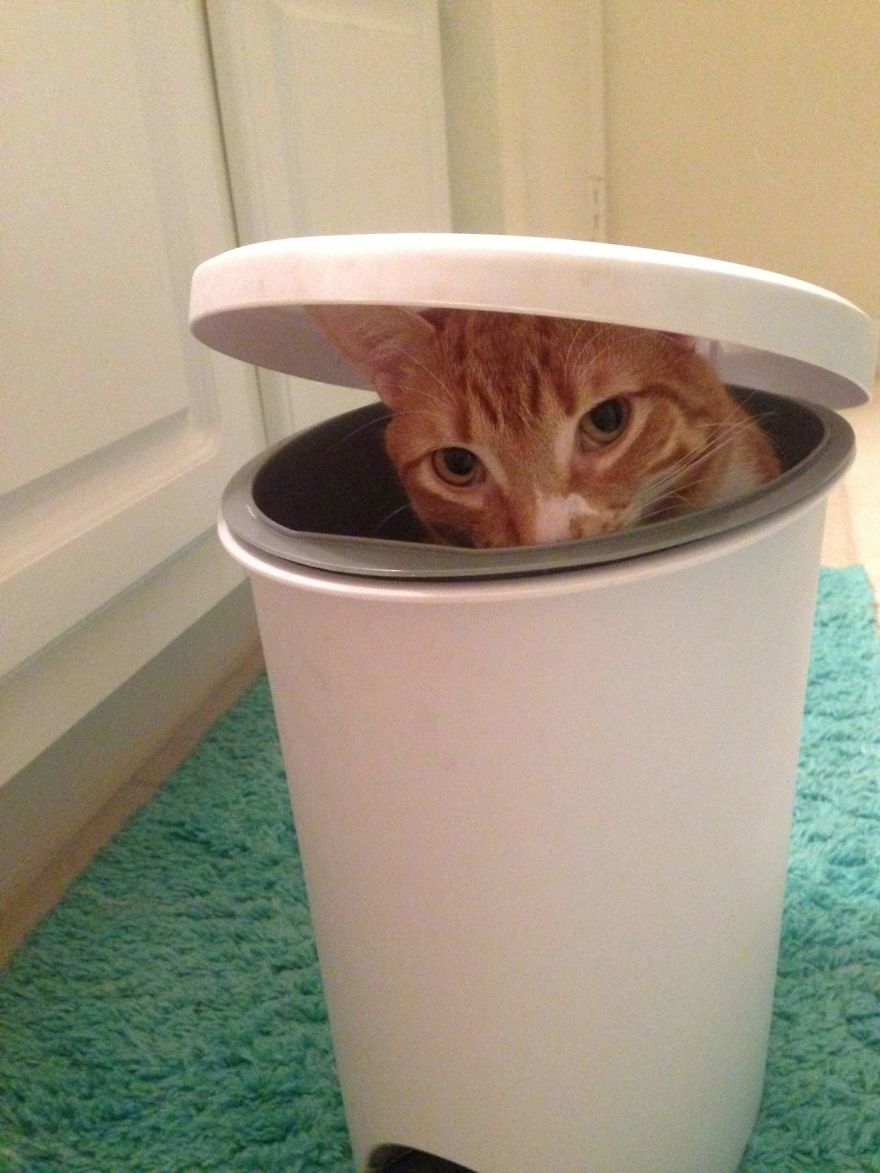 Cats That Love Trash Bins