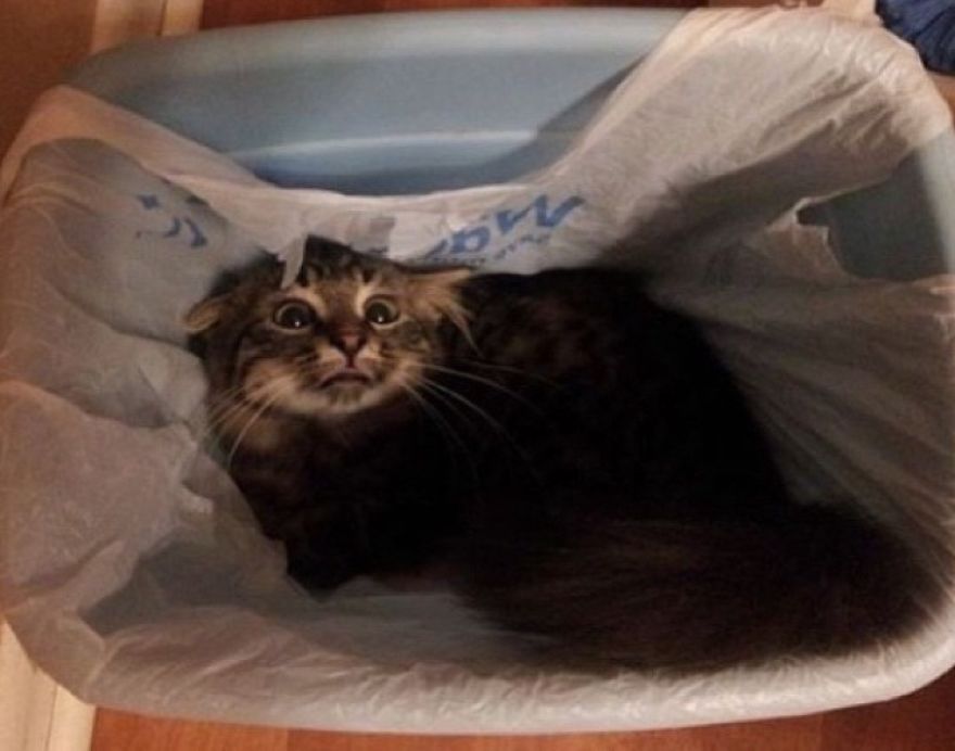 Cats That Love Trash Bins