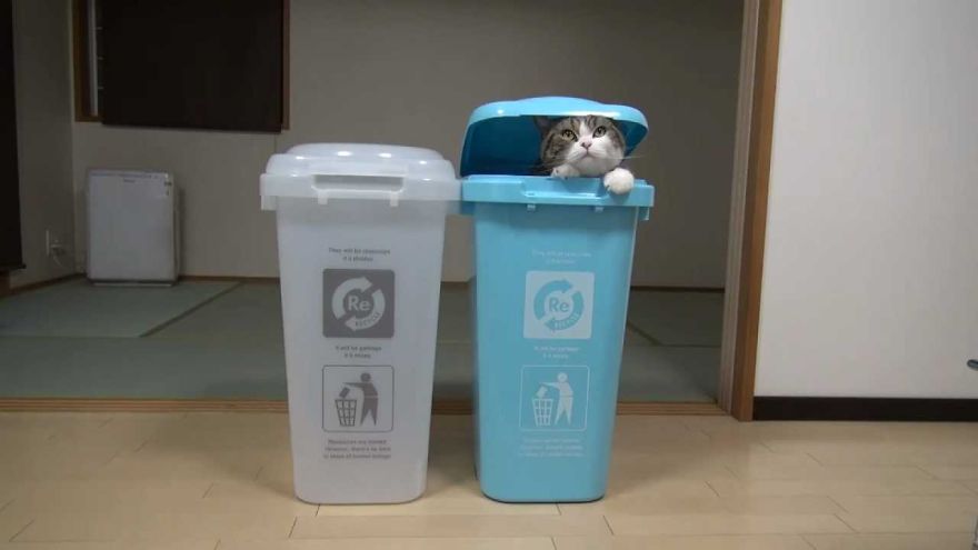 Cats That Love Trash Bins