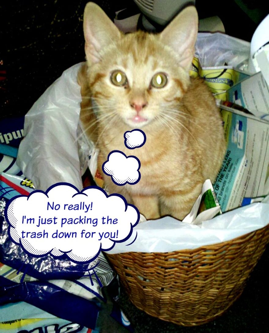 Cats That Love Trash Bins