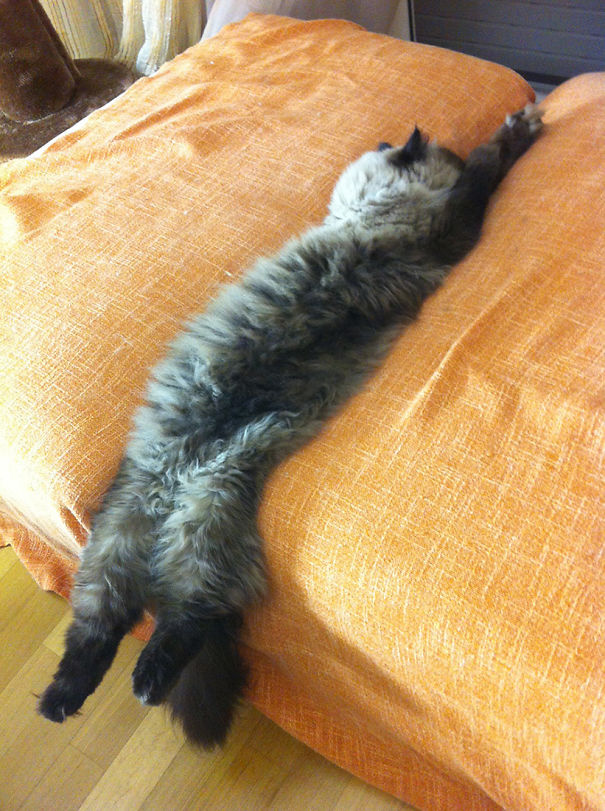 My Choco While Melting From The Couch...