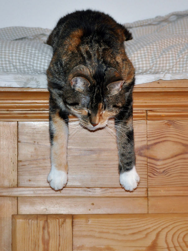 Cat Cosima Sleeps Down From The Closet