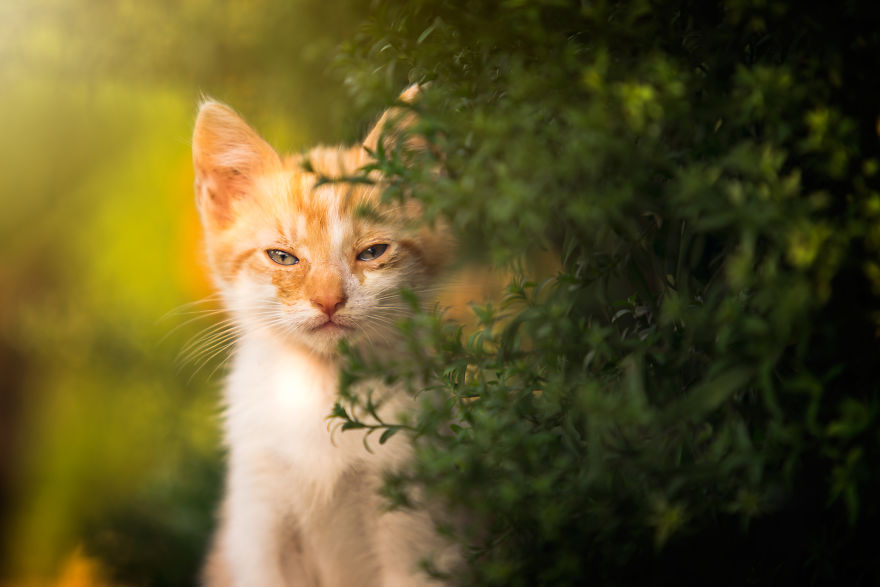 Can You See The Life Behind The Form?
i Take Animal Portraits To Show Life Is The Same Behind All Form