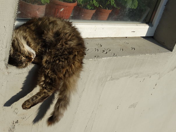 Why Not Catch A Few Rays While Sleeping?