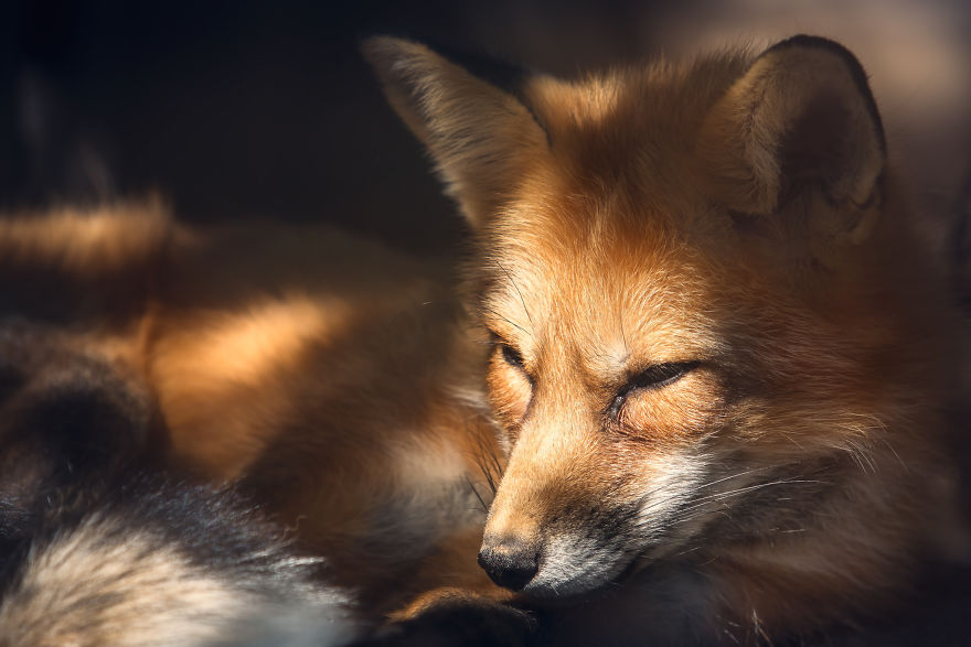 Can You See The Life Behind The Form?
i Take Animal Portraits To Show Life Is The Same Behind All Form Can You See The Life Behind The Form?
i Take Animal Portraits To Show Life Is The Same Behind All Form