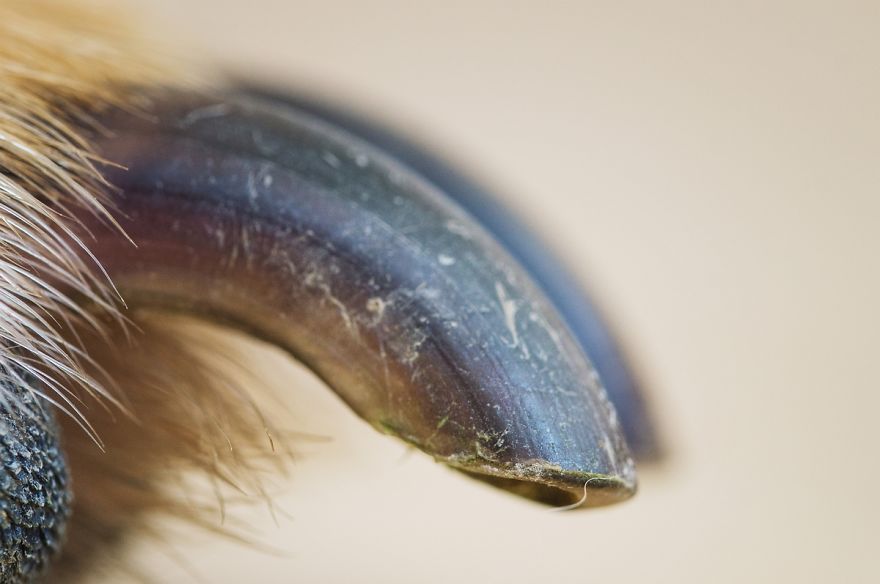 I Shot Detailed Macro Pictures Of My Lovely Dog