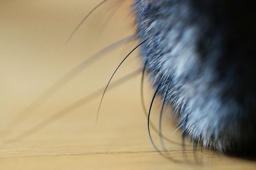 I Shot Detailed Macro Pictures Of My Lovely Dog