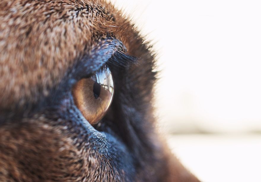 I Shot Detailed Macro Pictures Of My Lovely Dog