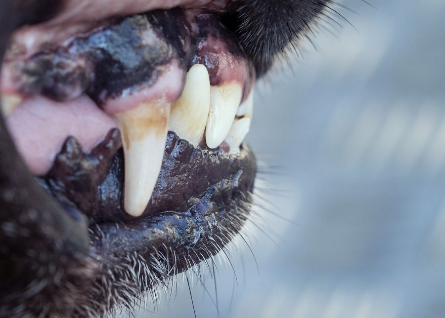 I Shot Detailed Macro Pictures Of My Lovely Dog