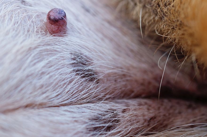 I Shot Detailed Macro Pictures Of My Lovely Dog