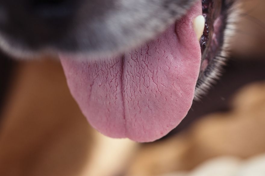 I Shot Detailed Macro Pictures Of My Lovely Dog I Shot Detailed Macro Pictures Of My Lovely Dog