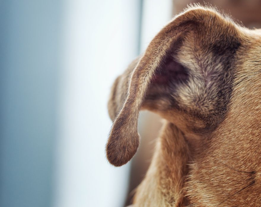 I Shot Detailed Macro Pictures Of My Lovely Dog I Shot Detailed Macro Pictures Of My Lovely Dog