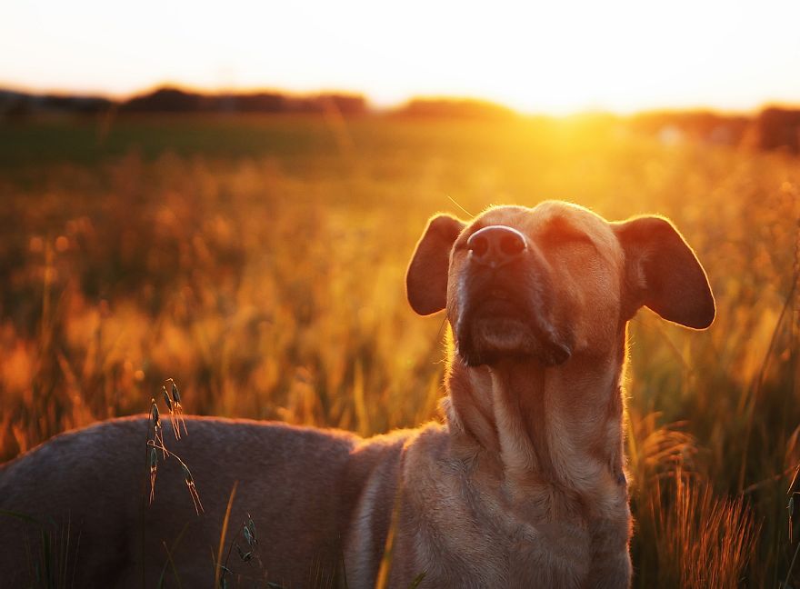 I Shot Detailed Macro Pictures Of My Lovely Dog