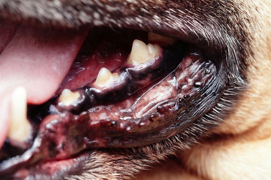 I Shot Detailed Macro Pictures Of My Lovely Dog