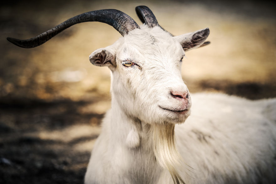 Can You See The Life Behind The Form?
i Take Animal Portraits To Show Life Is The Same Behind All Form