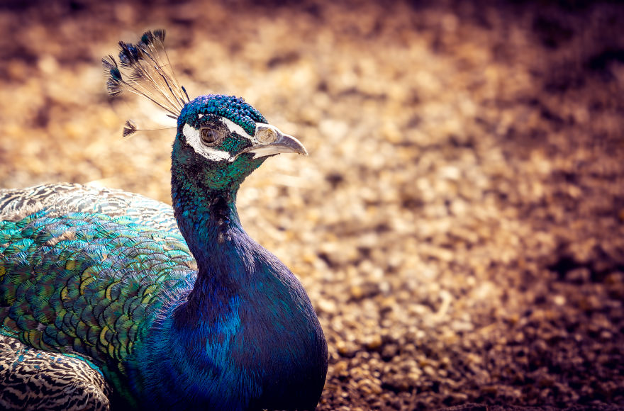 Can You See The Life Behind The Form?
i Take Animal Portraits To Show Life Is The Same Behind All Form Can You See The Life Behind The Form?
i Take Animal Portraits To Show Life Is The Same Behind All Form
