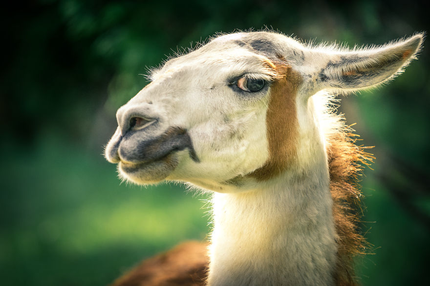 Can You See The Life Behind The Form?
i Take Animal Portraits To Show Life Is The Same Behind All Form