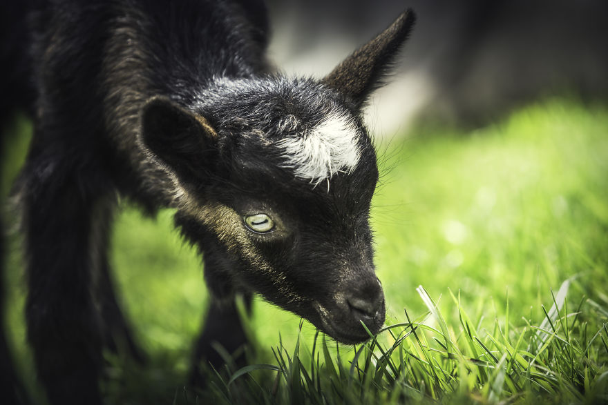 Can You See The Life Behind The Form?
i Take Animal Portraits To Show Life Is The Same Behind All Form