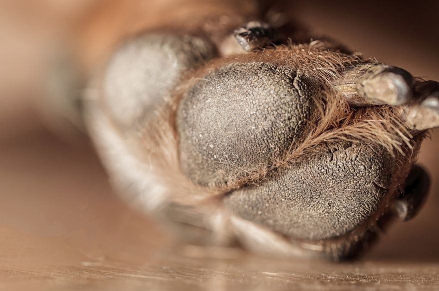 I Shot Detailed Macro Pictures Of My Lovely Dog I Shot Detailed Macro Pictures Of My Lovely Dog