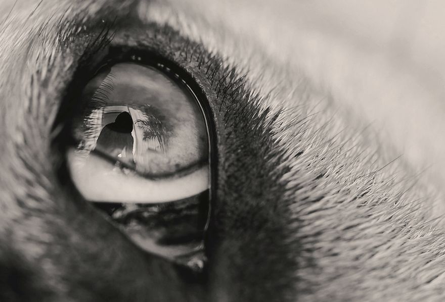 I Shot Detailed Macro Pictures Of My Lovely Dog