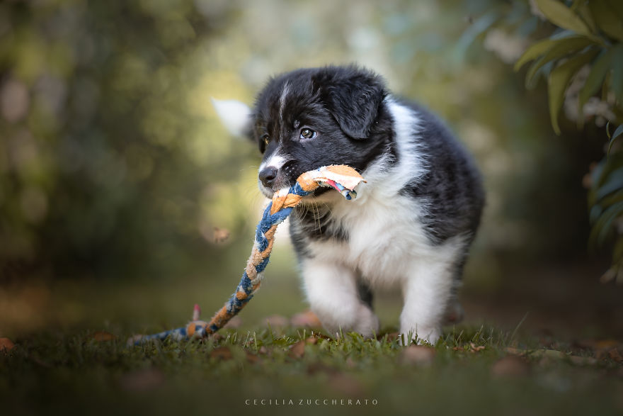 How I Enjoyed The Wonderful World Of These Puppies