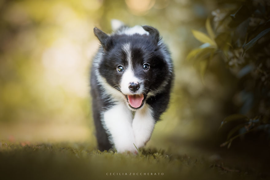 How I Enjoyed The Wonderful World Of These Puppies