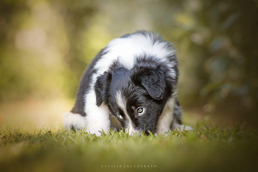 How I Enjoyed The Wonderful World Of These Puppies