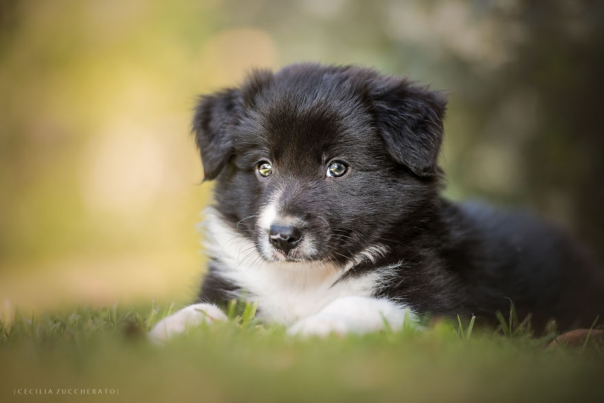 How I Enjoyed The Wonderful World Of These Puppies