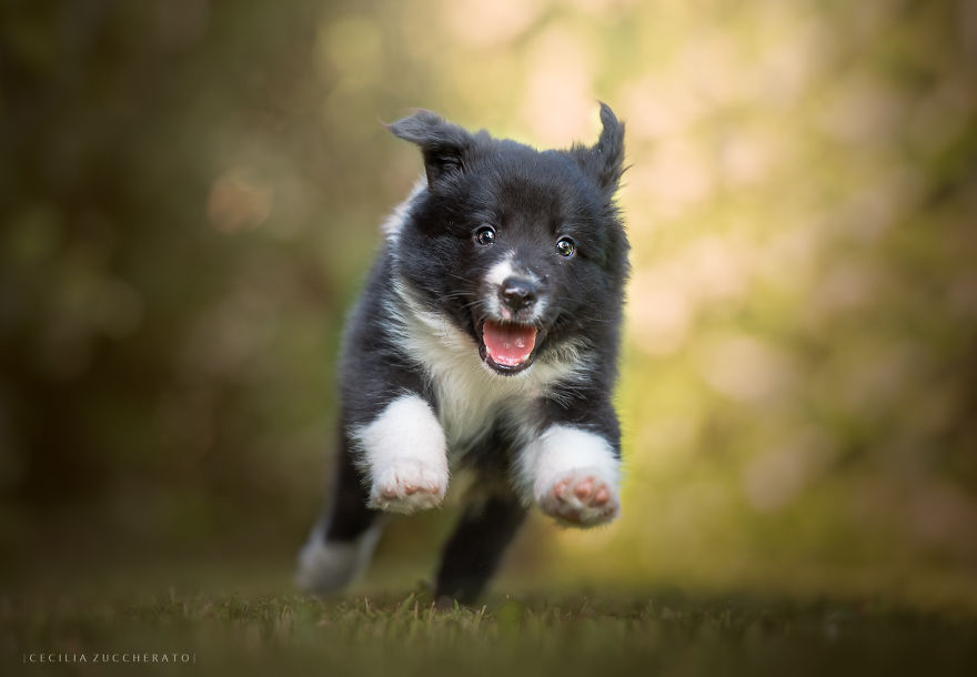 How I Enjoyed The Wonderful World Of These Puppies