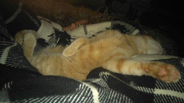 Freja Loves To Cuddle On The Couch 😻