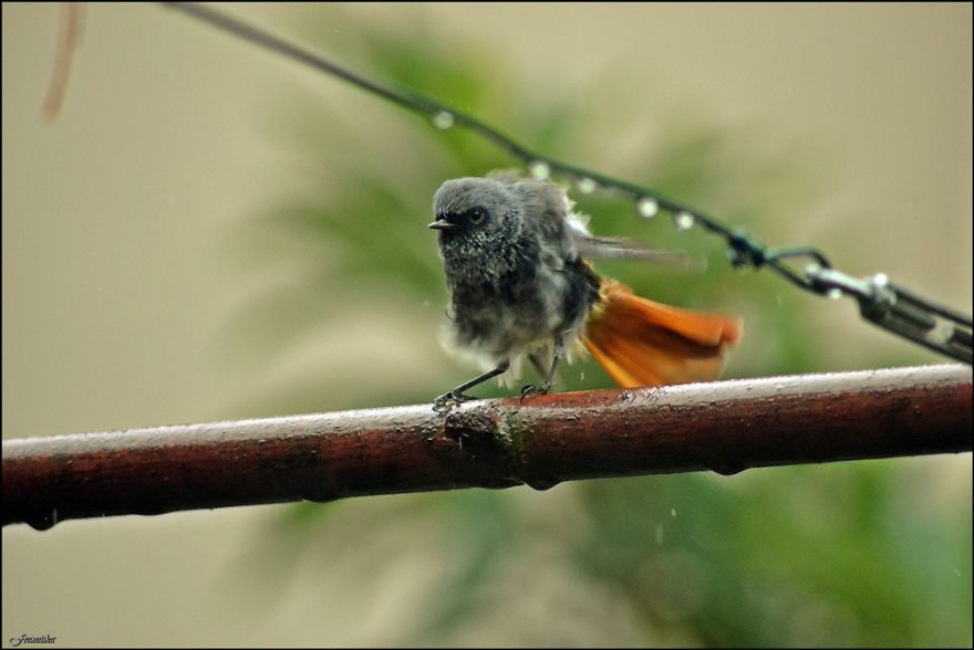 Redstart