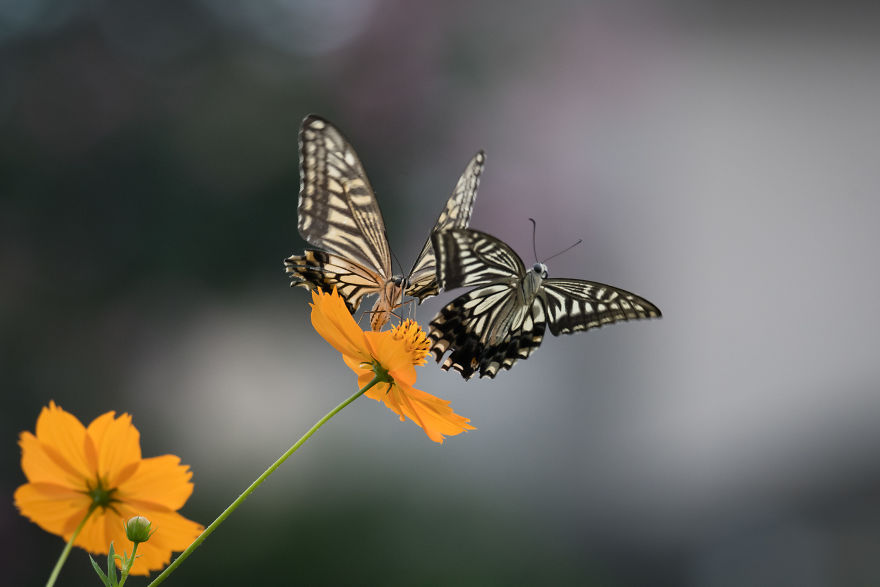 My Tips To Photographing Flying Butterflies