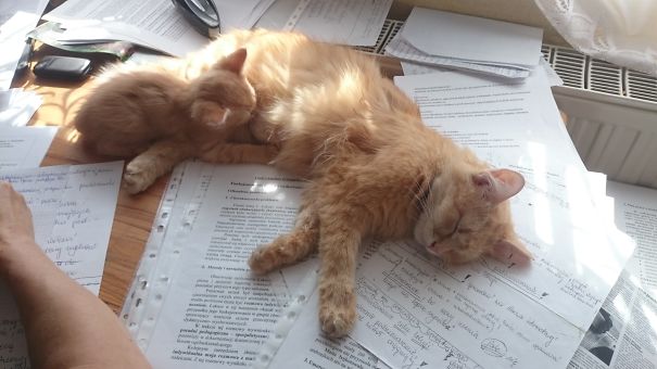 Luna And Little Ginger